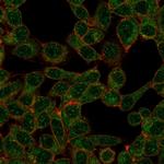 Interferon regulatory factor 9/IRF-9 Antibody in Immunocytochemistry (ICC/IF)