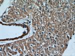 Caspase 9/p35/p10 Antibody in Immunohistochemistry (Paraffin) (IHC (P))