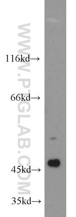 Caspase 9/p35/p10 Antibody in Western Blot (WB)