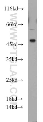 Caspase 9/p35/p10 Antibody in Western Blot (WB)