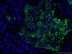 Cytokeratin 8 Antibody in Immunohistochemistry (PFA fixed) (IHC (PFA))