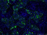 Cytokeratin 8 Antibody in Immunohistochemistry (PFA fixed) (IHC (PFA))