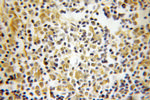 OCT1 Antibody in Immunohistochemistry (Paraffin) (IHC (P))