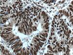 OCT1 Antibody in Immunohistochemistry (Paraffin) (IHC (P))