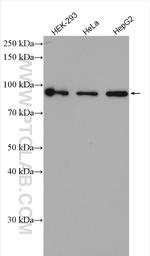 OCT1 Antibody in Western Blot (WB)