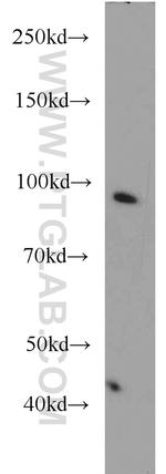 OCT1 Antibody in Western Blot (WB)