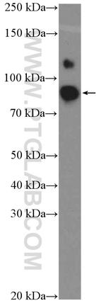 OCT1 Antibody in Western Blot (WB)