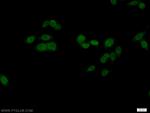 OCT1 Antibody in Immunocytochemistry (ICC/IF)