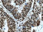 OCT1 Antibody in Immunohistochemistry (Paraffin) (IHC (P))