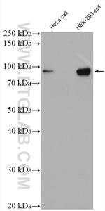 OCT1 Antibody in Western Blot (WB)