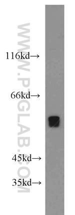 UGP2 Antibody in Western Blot (WB)