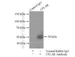 CFLAR/FLIP Antibody in Immunoprecipitation (IP)