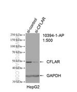 CFLAR/FLIP Antibody in Western Blot (WB)