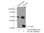 CFLAR/FLIP Antibody in Immunoprecipitation (IP)