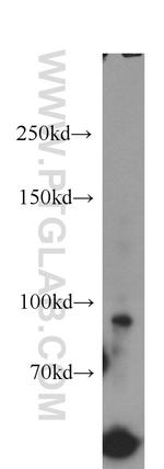 BAP1 Antibody in Western Blot (WB)