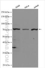 BCAS3 Antibody in Western Blot (WB)