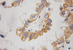 Cytohesin 2 Antibody in Immunohistochemistry (Paraffin) (IHC (P))