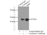 Cytohesin 2 Antibody in Immunoprecipitation (IP)