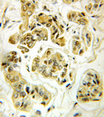 Syntenin 2 Antibody in Immunohistochemistry (Paraffin) (IHC (P))