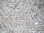 Syntenin 2 Antibody in Immunohistochemistry (Paraffin) (IHC (P))