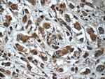 Syntenin 2 Antibody in Immunohistochemistry (Paraffin) (IHC (P))