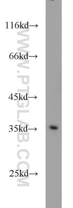 Syntenin 2 Antibody in Western Blot (WB)