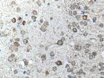 GAD1 Antibody in Immunohistochemistry (Paraffin) (IHC (P))