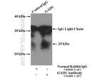 GAD1 Antibody in Immunoprecipitation (IP)