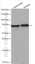 GAD1 Antibody in Western Blot (WB)