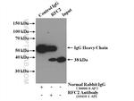 RFC2 Antibody in Immunoprecipitation (IP)