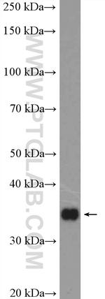 RFC2 Antibody in Western Blot (WB)