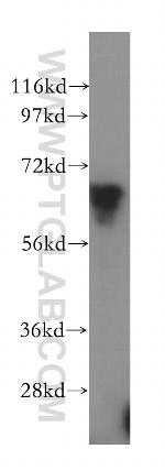 DMAP1 Antibody in Western Blot (WB)