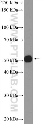 DMAP1 Antibody in Western Blot (WB)