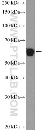 DMAP1 Antibody in Western Blot (WB)