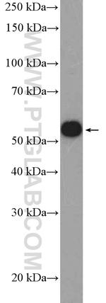 DMAP1 Antibody in Western Blot (WB)