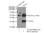 RPA2 Antibody in Immunoprecipitation (IP)