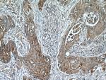 PLUNC Antibody in Immunohistochemistry (Paraffin) (IHC (P))