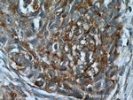 PLUNC Antibody in Immunohistochemistry (Paraffin) (IHC (P))