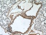 PLUNC Antibody in Immunohistochemistry (Paraffin) (IHC (P))