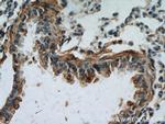 PLUNC Antibody in Immunohistochemistry (Paraffin) (IHC (P))