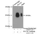 PLUNC Antibody in Immunoprecipitation (IP)