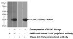 PLUNC Antibody in Western Blot (WB)