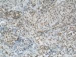 BCAS2 Antibody in Immunohistochemistry (Paraffin) (IHC (P))