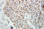BCAS2 Antibody in Immunohistochemistry (Paraffin) (IHC (P))