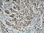 BCAS2 Antibody in Immunohistochemistry (Paraffin) (IHC (P))