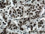 BCAS2 Antibody in Immunohistochemistry (Paraffin) (IHC (P))