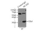 BCAS2 Antibody in Immunoprecipitation (IP)