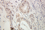 GATA3 Antibody in Immunohistochemistry (Paraffin) (IHC (P))