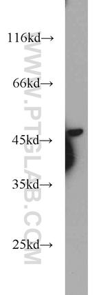 GATA3 Antibody in Western Blot (WB)