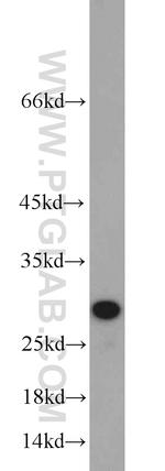 CD151 Antibody in Western Blot (WB)